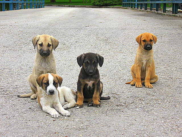 Arabasıyla ezdiği köpeği tedavi ettirip sahiplendi