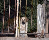 Faciayı önleyen kahraman köpek