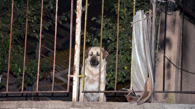 Faciayı önleyen kahraman köpek