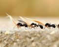 Karıncalar yuvalarını adımlarını sayarak buluyor