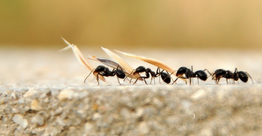 Karıncalar yuvalarını adımlarını sayarak buluyor