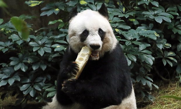 Dünyanın en yaşlı pandası uyutuldu