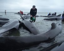 Balinalar intihar eder mi?