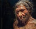 Neandertaller olmasaydı ‘soyumuz tükenebilirdi’